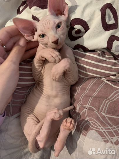 Канадский сфинкс