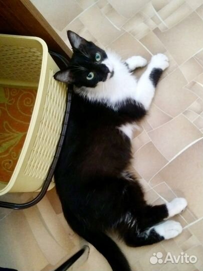 Кошечка Маруся мурчащим другом в Ваш дом)