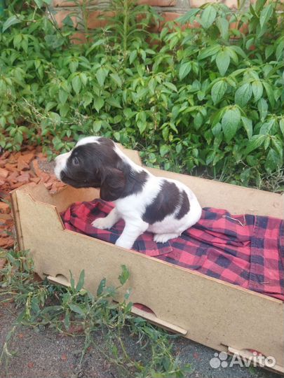 Щенки русского спаниеля