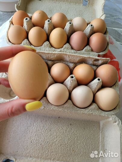 Домашние куриные яйца (пока больше нет)