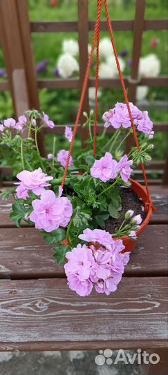 Герань пеларгония