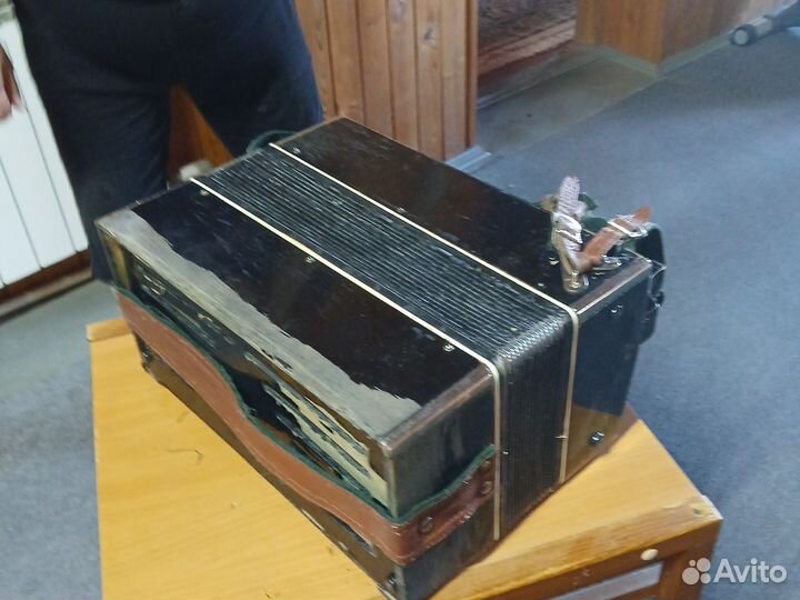 Баян вологодский