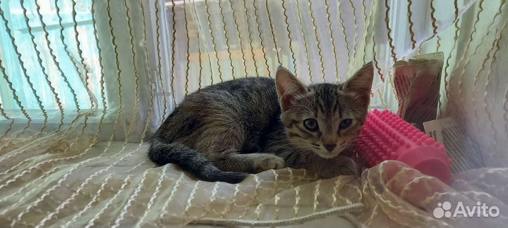 Отдам котенка