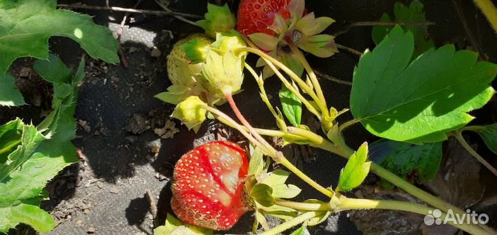 Рассада клубники Альба, Клери, Ами