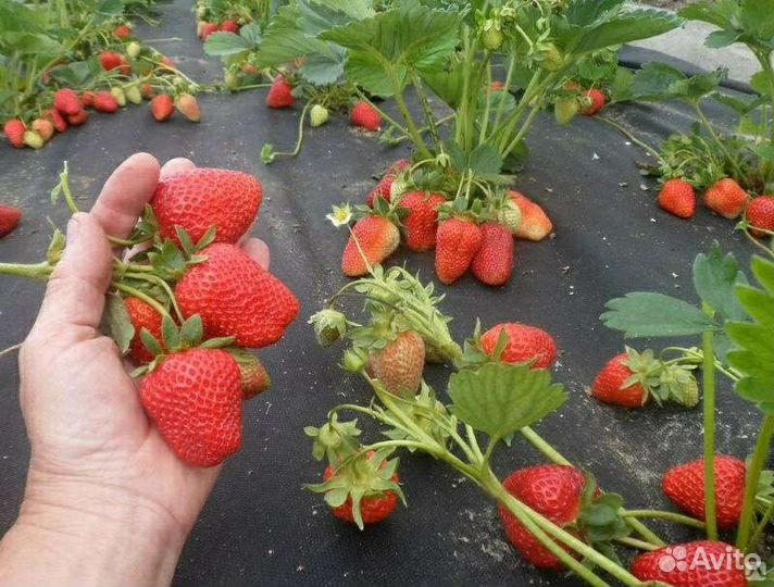 Рассада садовой земляники (клубники)