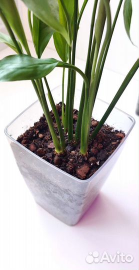 Спатифиллум Свит Лауретта (Женское счастье)