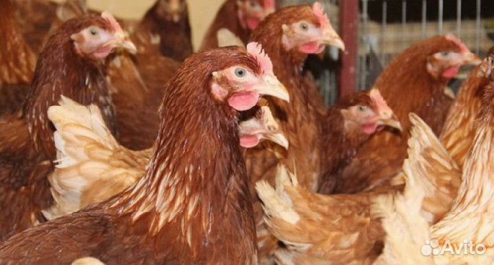 Куры несушки Кубанские красные