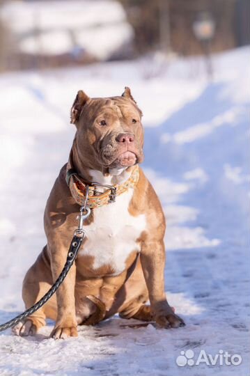 Американский булли