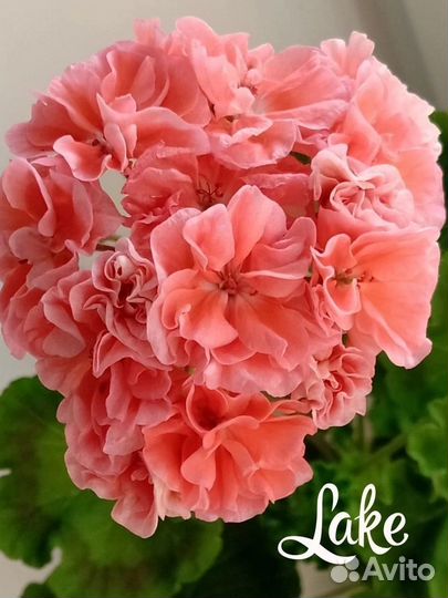 Пеларгония герань