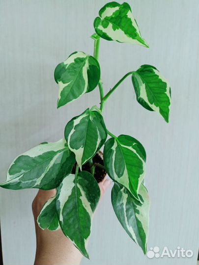 Эпипремнум Н-Джой