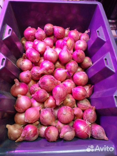 Лук севок Шалот