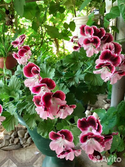 Королевская пеларгония