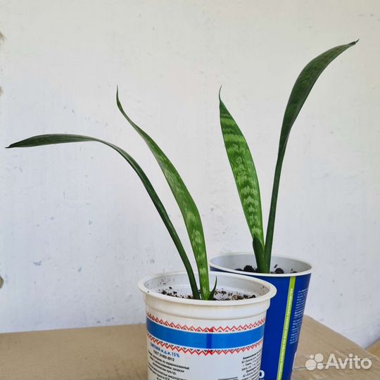 Сансевиерия или щучий хвост