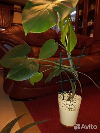 Фиалки, петуньи, монстера,калатея