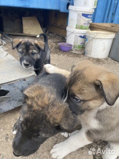 Щенки породы Лайка