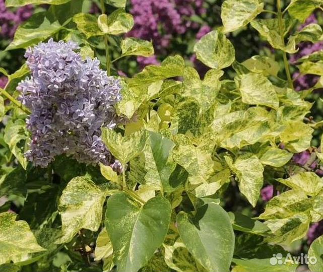 Сирень акубафолия