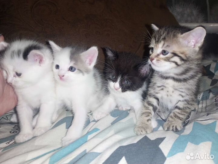 Котята в добрые руки