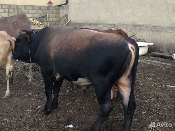 Быки на племя