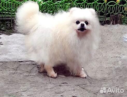 Девочки Микро помы и Вязка