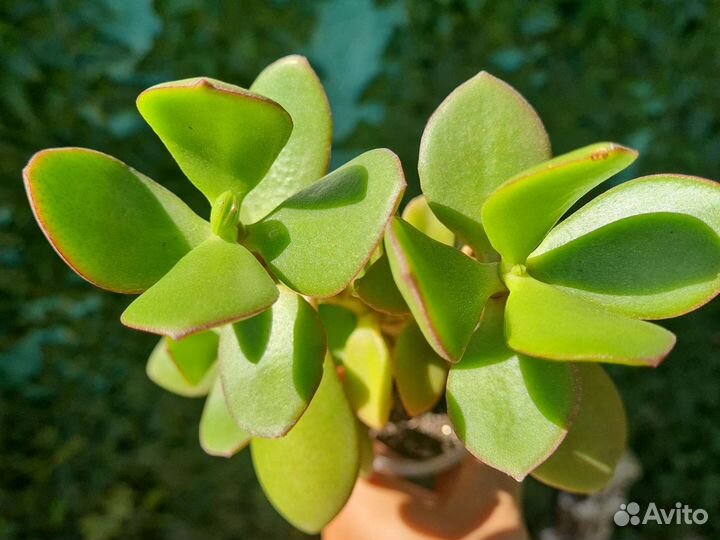 Цветы комнатные, суккуленты