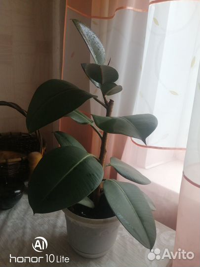 Фикус каучуконосный