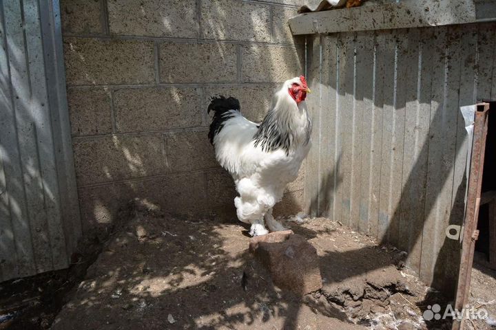 Продам петухов