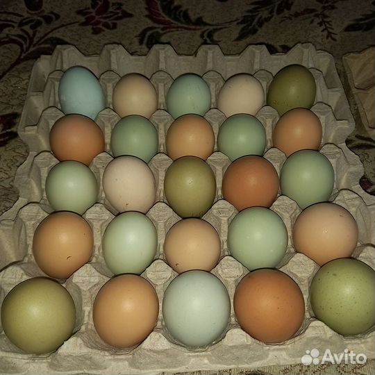 Яйцо куриное
