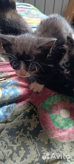 Кошка крысоловка