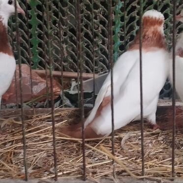 Продажа бакинских голубей