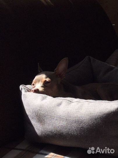 Передержка