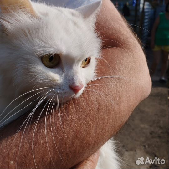 Кошечка в добрые руки