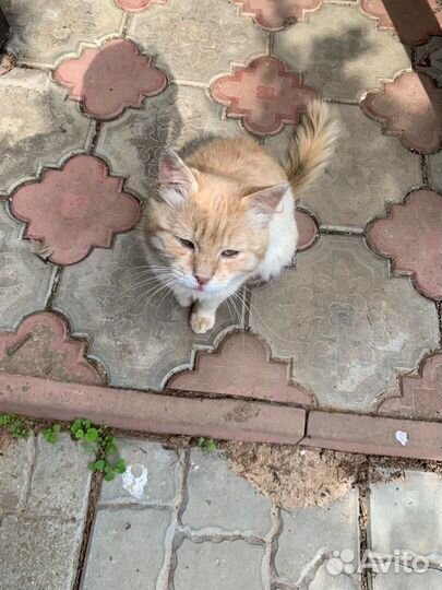 Котик ищет дом, хозяева продали дом,его оставили