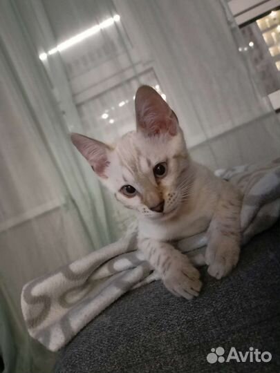 Бенгальские котята