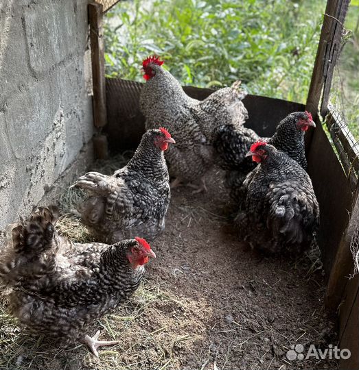 Куры орпингтон