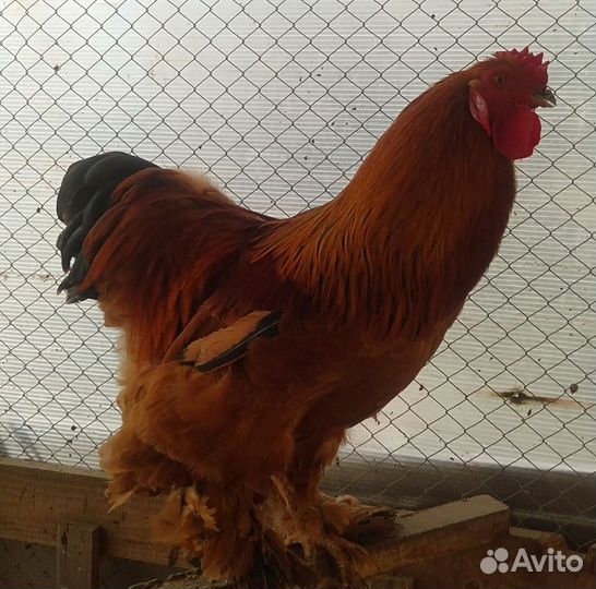 Петух породы Брама