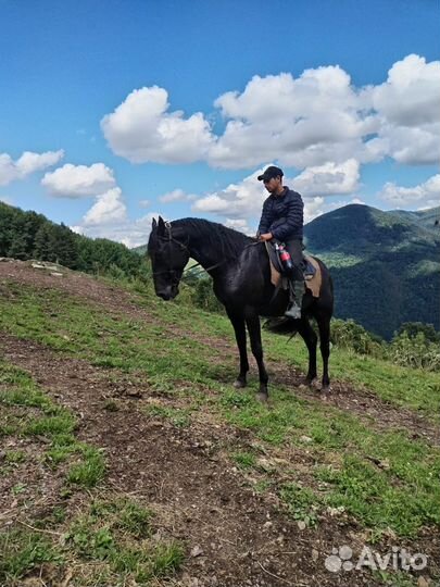 Карачаевский жеребец