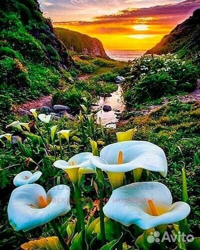 Картина по номерам 40x50 Цветущие калы на фоне сол