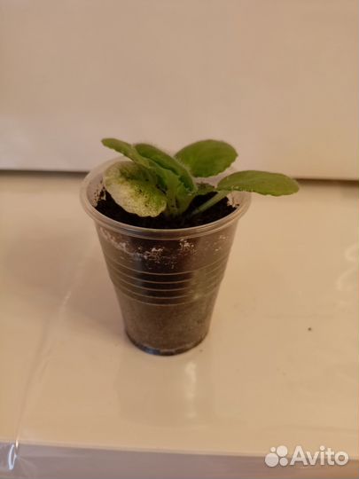 Фиалка Санта роза