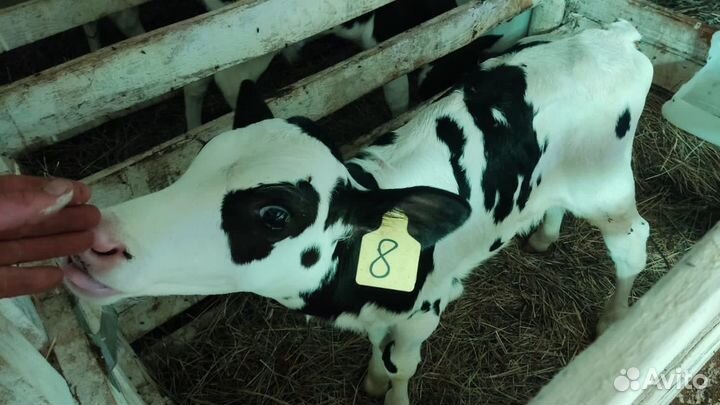 Бычки на откорм