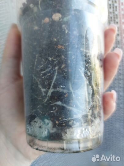 Фикус эластика Тинеке