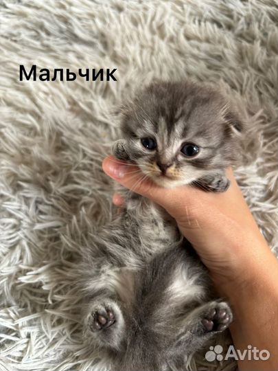 Шотландские вислоухие котята