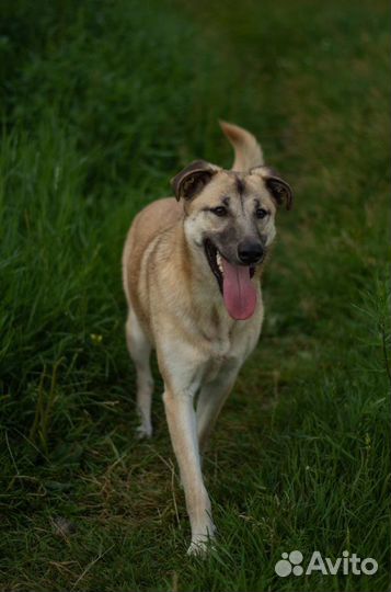 Собака Дейзи из приюта