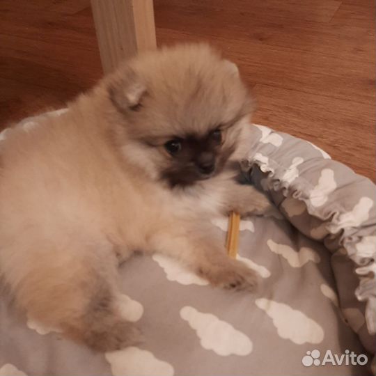 Щенок померанского шпица