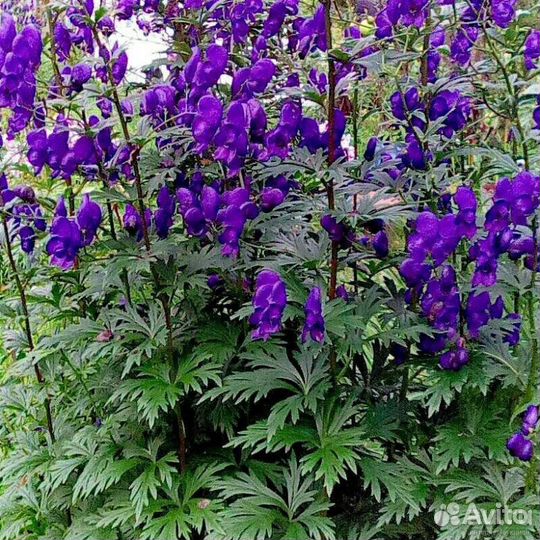 Цветы многолетние и кустарники