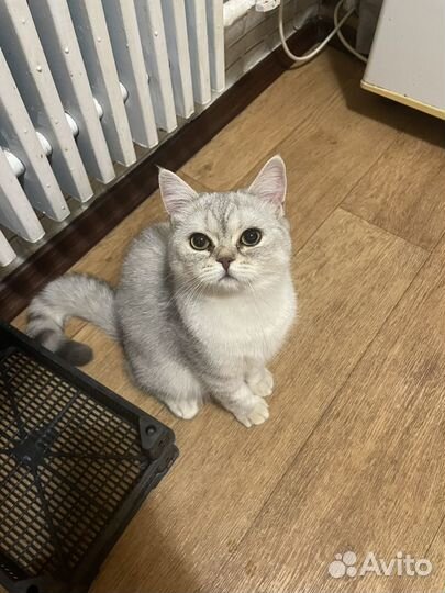Шотланский котик