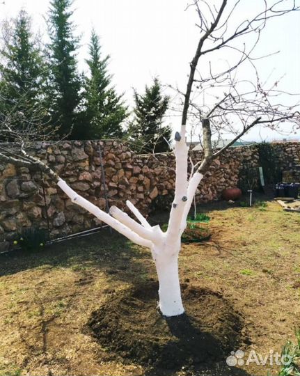 Обрезка плодовых деревьев и кустарников