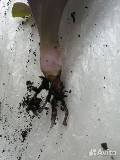 Рео отросток