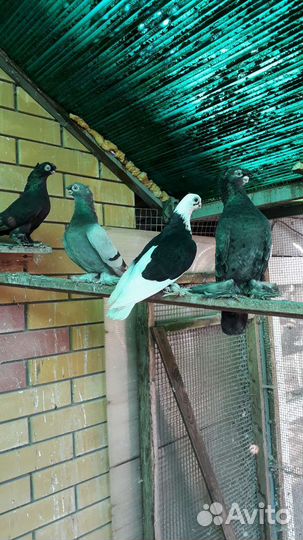 Голуби разных пород