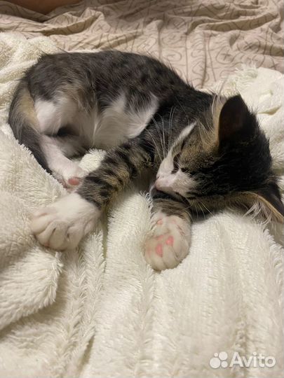 Домашние животные