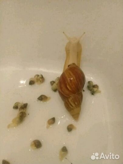 Улитки Ахатины